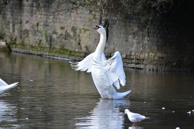 Close-up of swans in lake