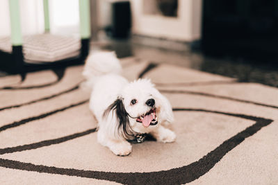 Portrait of dog relaxing on carpet at home