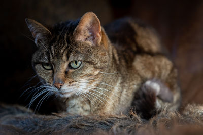 Close-up portrait of a cat