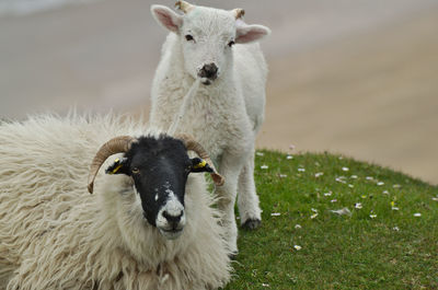 Sheep in a field