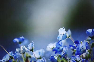 Close-up of butterfly pollinating on purple flowering plant