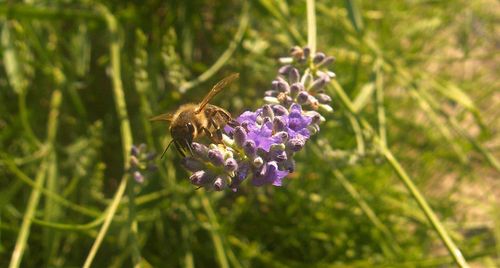 Close-up of bee on purple flower