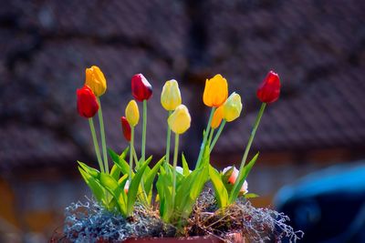 Close-up of yellow flowers blooming outdoors