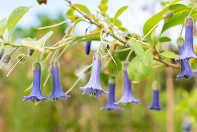plant