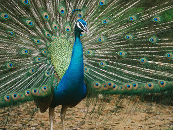 Peacock in kl bird park