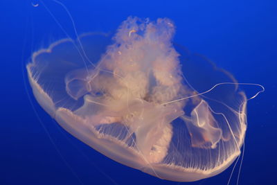 Close-up of jellyfish underwater