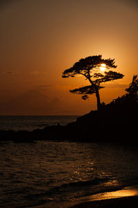 Silhouette of tree by sea against sky during sunset