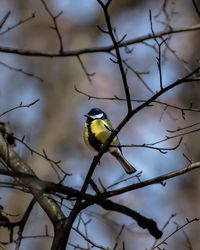Low angle view of bird perching on branch