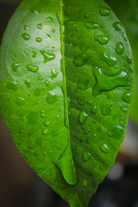 Close-up of raindrops on leaves