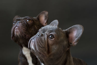 Close-up of two french bulldogs looking up