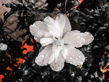 Close-up of wet flower blooming outdoors