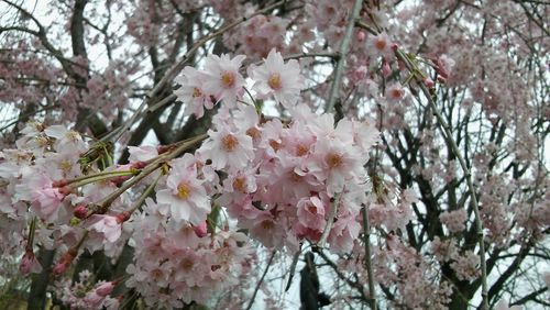 Low angle view of cherry blossom tree