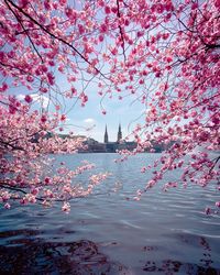 Pink cherry blossoms against sky