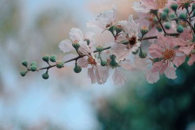 Close-up of flowers on branch