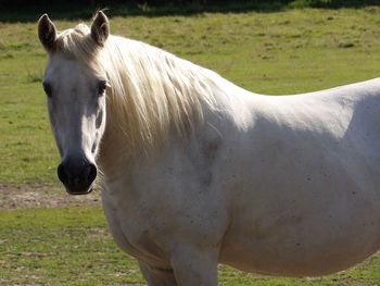 Horse standing in ranch