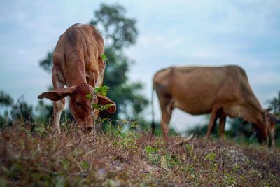 Cattle grazing on grass against sky