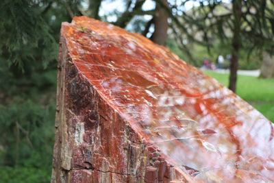 Close-up of an animal on tree trunk