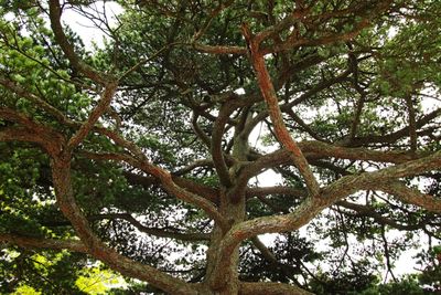 Low angle view of tree in forest against sky