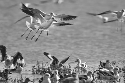 Flock of birds flying over lake