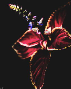 Close-up of flowers over black background