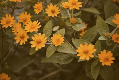 High angle view of flowering plants