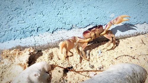 Crab on the beach 