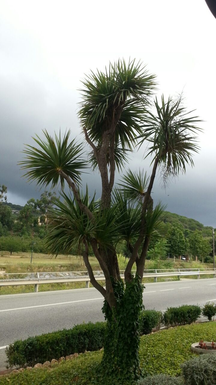 palm tree, tree, sky, growth, nature, green color, tranquility, road, tranquil scene, grass, beauty in nature, scenics, tree trunk, landscape, cloud - sky, day, no people, field, outdoors, plant