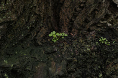 Close-up of plant growing on tree trunk