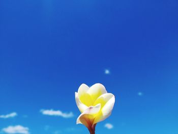 Low angle view of flowering plant against blue sky