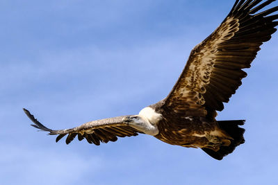 Low angle view of bird against clear blue sky
