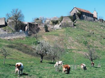 Cows grazing on grassy field