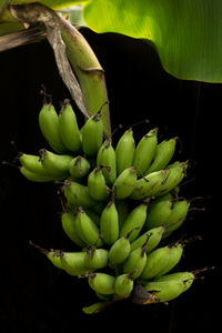 Bunch of bananas growing on tree
