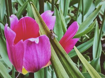 Close-up of insect on flower