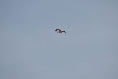 Low angle view of bird flying in sky