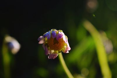 Close-up of purple flowering plant