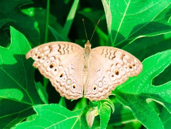 Butterfly on leaf