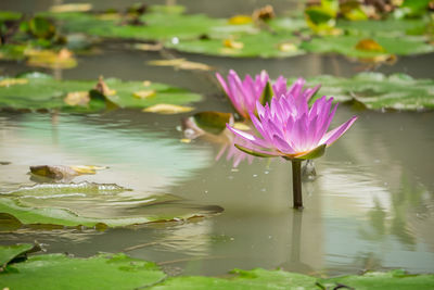 Close-up of lotus water lily in pond