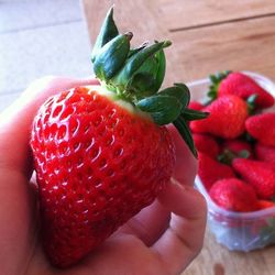 Close-up of hand holding strawberries