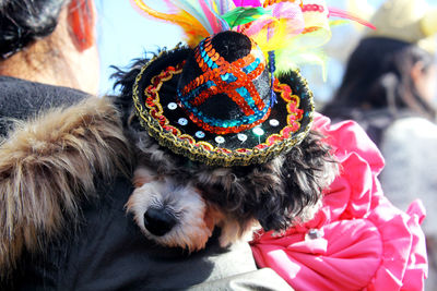 Close-up of dog wearing hat