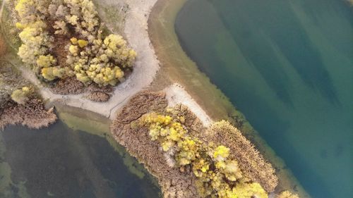 High angle view of flowering plants by sea