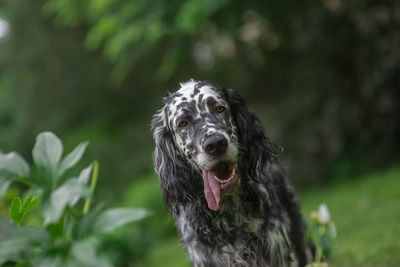 Dog english setter