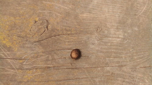 High angle view of wood on wooden table