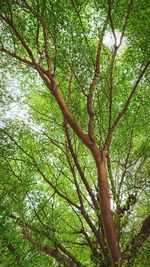 Low angle view of tree in forest