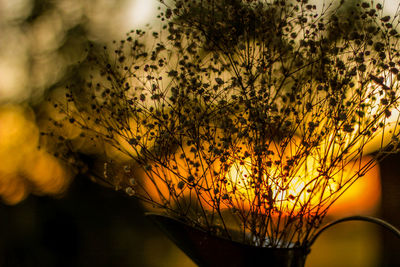 Close-up of yellow flowering plant during sunset