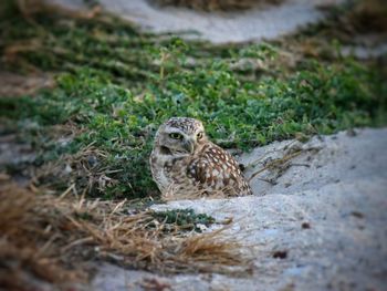 Portrait of a bird on land