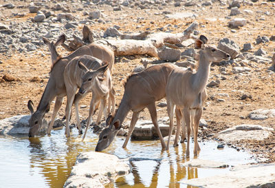 Kudu in the etosha national park namibia south africa