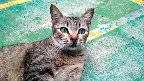 Close-up portrait of tabby cat