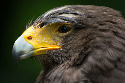 Close-up of golden eagle