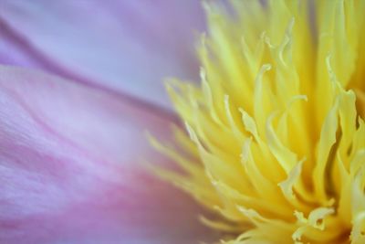 Macro shot of yellow flower