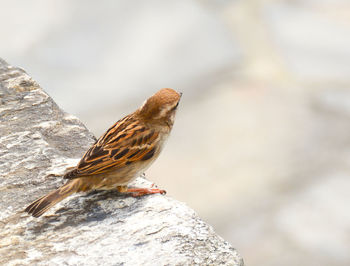 Close-up of bird perching on rock